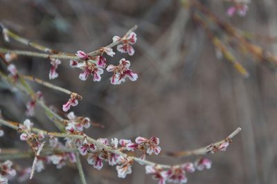 Eriogonum wrightii, photographed by Mike Ostrowski