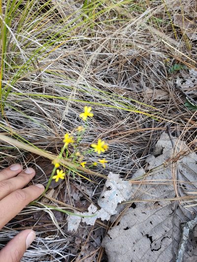 Oxypappus scaber, photographed by Abraham Sánchez Romero