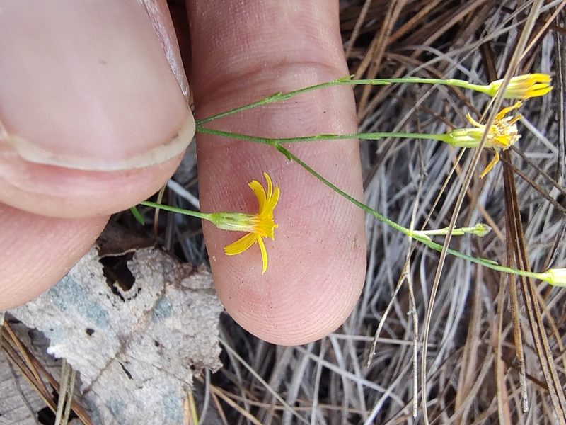 Oxypappus scaber, photographed by Abraham Sánchez Romero