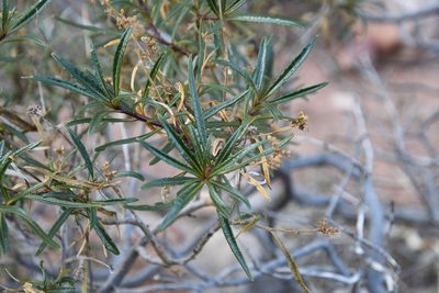Eriodictyon angustifolium, photographed by Mike Ostrowski