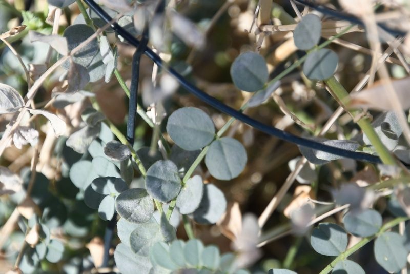 Astragalus beckwithii, photographed by Mike Ostrowski