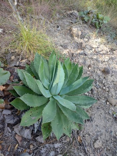 Agave maximiliana, photographed by Abraham Sánchez Romero