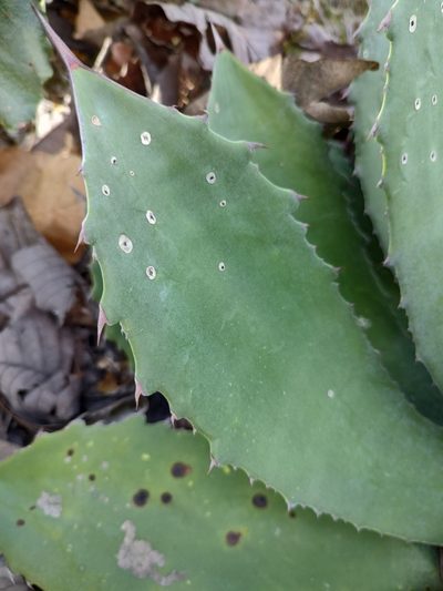 Agave maximiliana, photographed by Abraham Sánchez Romero