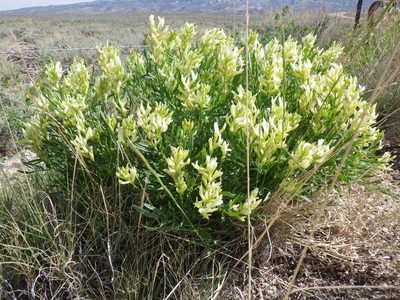 Astragalus grayi, photographed by Matt Lavin