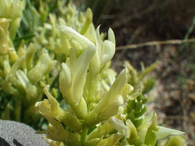 Astragalus grayi, photographed by Matt Lavin