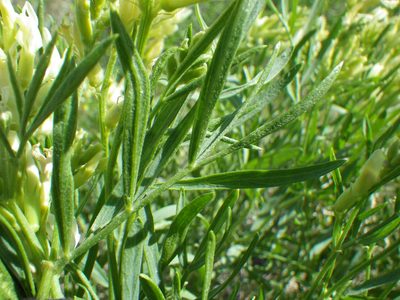Astragalus grayi, photographed by Matt Lavin