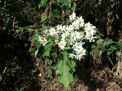 Montanoa grandiflora, photographed by Margaret Burger