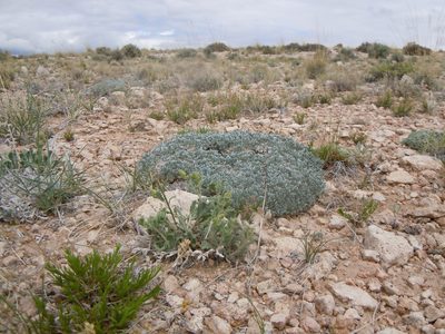 Astragalus hyalinus, photographed by Matt Lavin