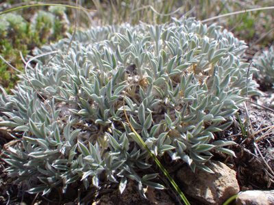 Astragalus hyalinus, photographed by Matt Lavin