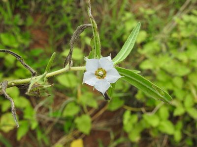Trichodesma indicum, photographed by Hopeland