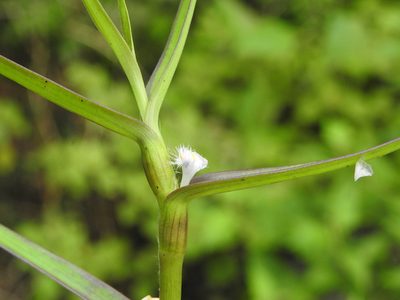 Cyanotis axillaris, photographed by Hopeland