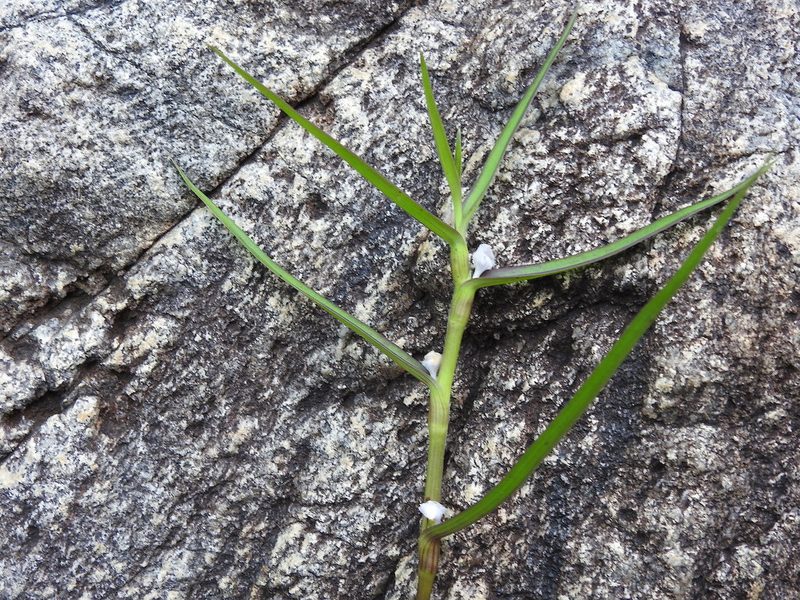 Cyanotis axillaris, photographed by Hopeland