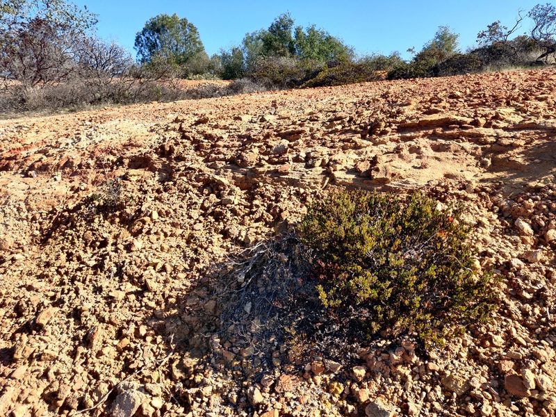Arctostaphylos myrtifolia, photographed by Alexander Wentworth