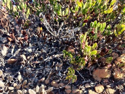 Arctostaphylos myrtifolia, photographed by Alexander Wentworth