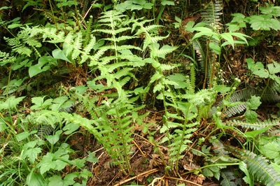 Oreopteris quelpartensis, photographed by Timothy McNitt