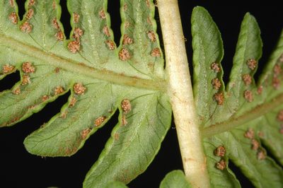 Oreopteris quelpartensis, photographed by Timothy McNitt