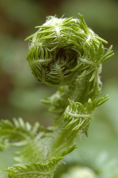 Oreopteris quelpartensis, photographed by Timothy McNitt