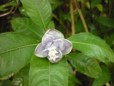 Psychotria urbaniana, photographed by Roland Godon