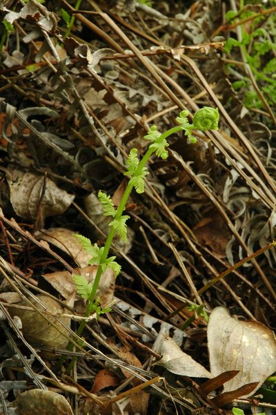 Amauropelta nevadensis, photographed by Timothy McNitt