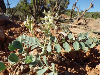 Astragalus oreganus, photographed by Matt Lavin