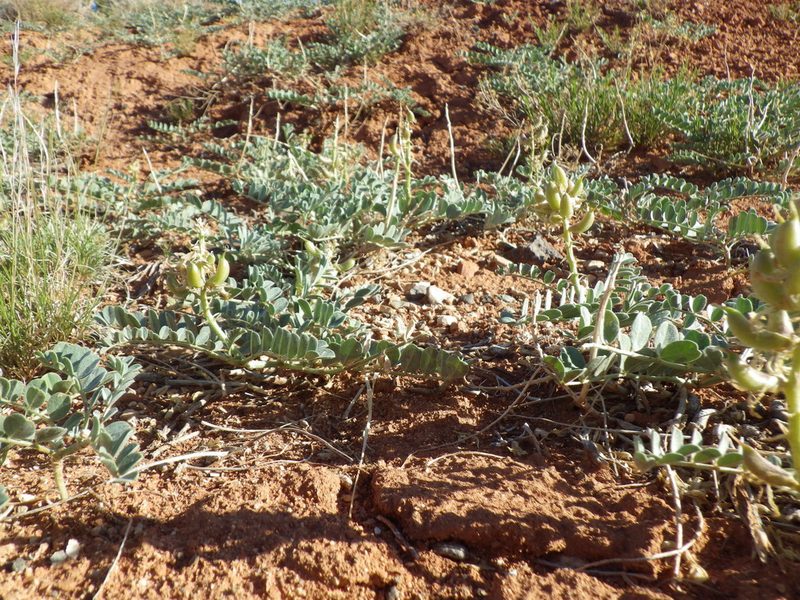 Astragalus oreganus, photographed by Matt Lavin