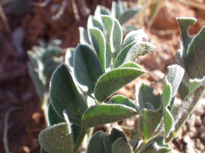 Astragalus oreganus, photographed by Matt Lavin