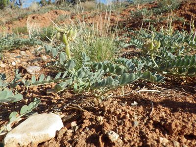 Astragalus oreganus, photographed by Matt Lavin