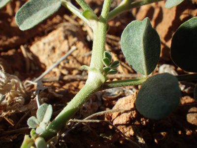 Astragalus oreganus, photographed by Matt Lavin