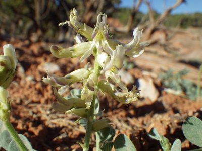 Astragalus oreganus, photographed by Matt Lavin