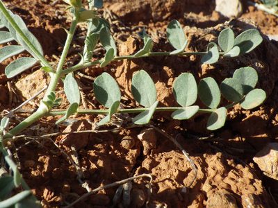 Astragalus oreganus, photographed by Matt Lavin