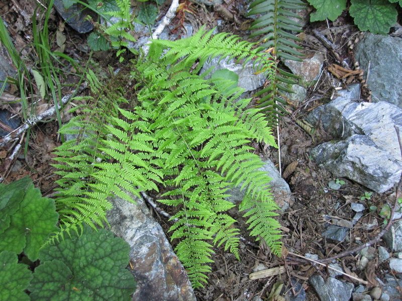 Amauropelta nevadensis, photographed by Timothy McNitt