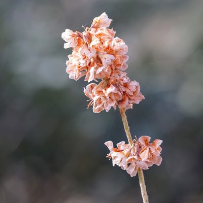 Eriogonum wrightii, photographed by Andrew Tree