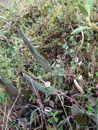 Elaphoglossum engelii, photographed by Juan Rey