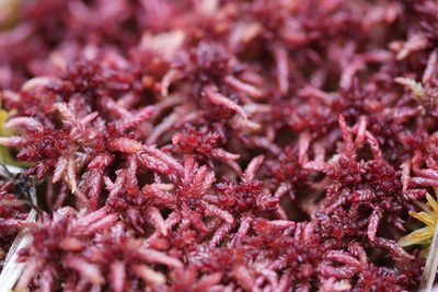 Sphagnum divinum, photographed by Quinten Wiegersma