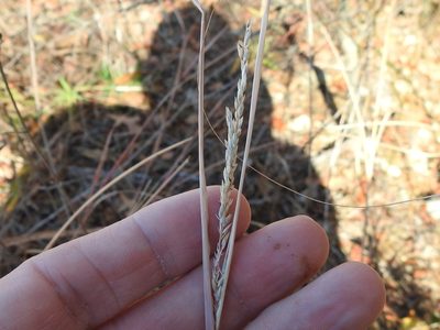 Sporobolus clandestinus, photographed by Sam Kieschnick