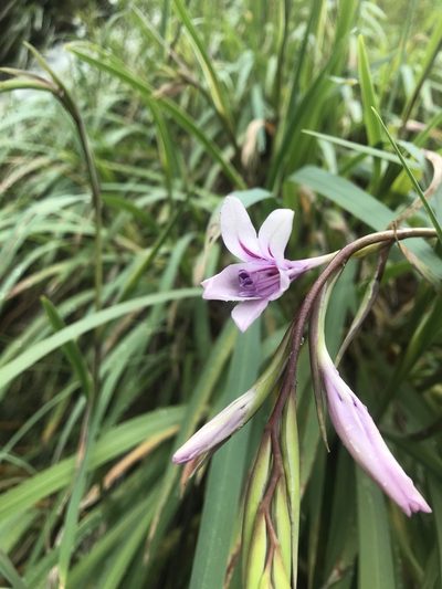 Gladiolus aquamontanus, photographed by Ren Hoekstra