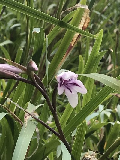 Gladiolus aquamontanus, photographed by Ren Hoekstra