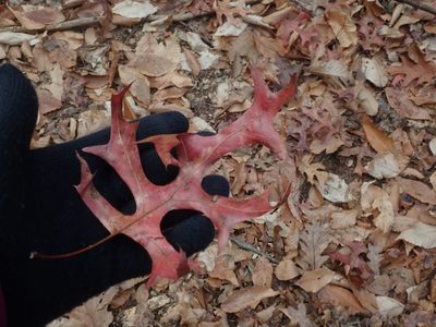 Quercus coccinea, photographed by Lynn Harper