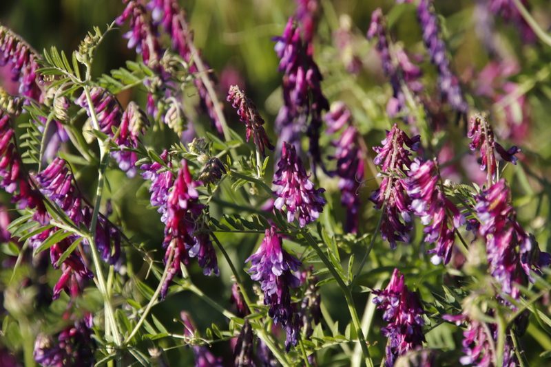 Vicia eriocarpa, photographed by Tony Rebelo