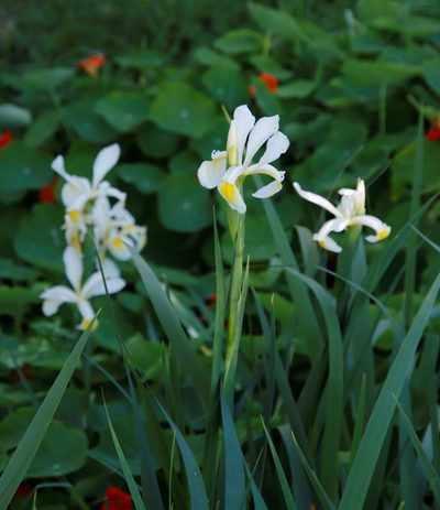Iris orientalis, photographed by Tony Rebelo