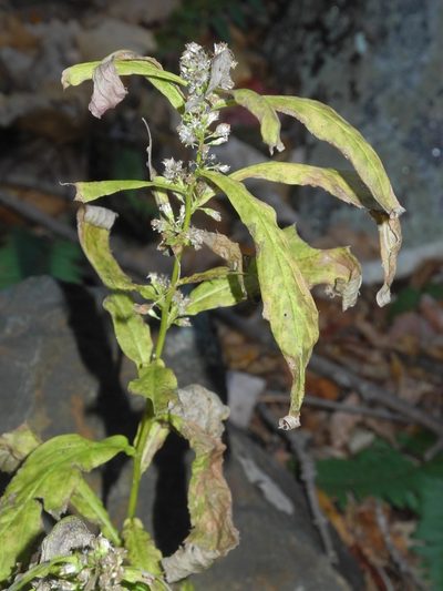 Solidago curtisii, photographed by Michael J. Papay