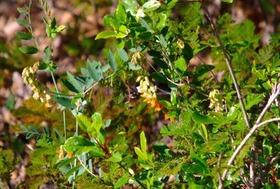 Lathyrus sulphureus, photographed by larryfoard
