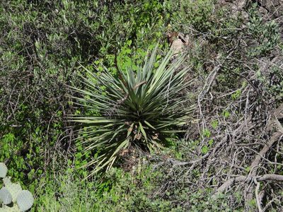 Yucca madrensis, photographed by Jared Shorma