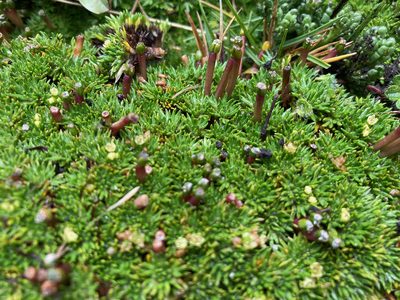 Azorella corymbosa, photographed by Fabien Anthelme