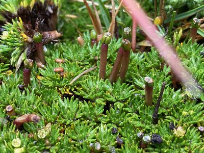 Azorella corymbosa, photographed by Fabien Anthelme