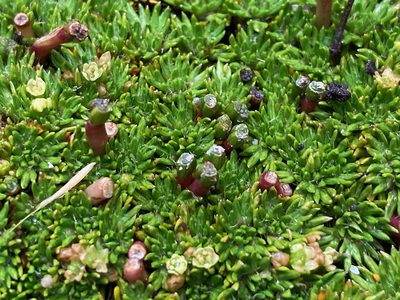 Azorella corymbosa, photographed by Fabien Anthelme