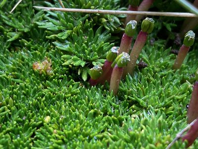 Azorella corymbosa, photographed by Fabien Anthelme