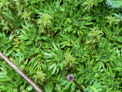 Azorella corymbosa, photographed by Fabien Anthelme