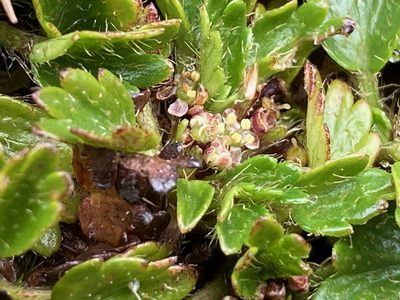 Azorella crenata, photographed by Fabien Anthelme
