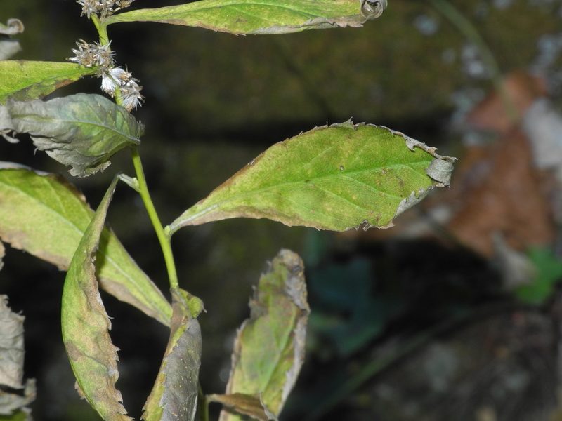 Solidago curtisii, photographed by Michael J. Papay